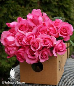 50 LIGHT PINK BICOLOR ROSES