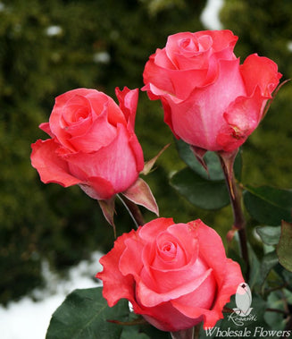 PINK LOVE