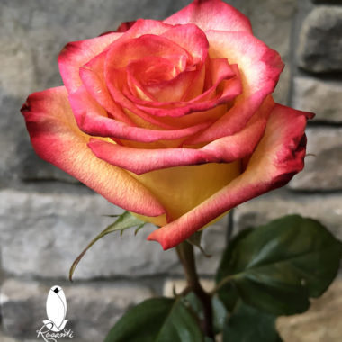 50 HIGH & MAGIC ROSES