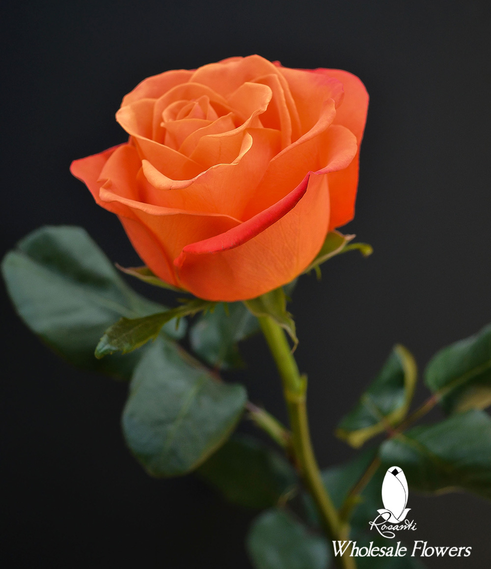 50 Orange Roses | Rosanti Flowers