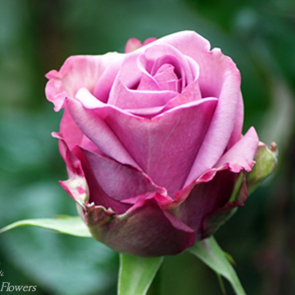 50 LIGHT PURPLE ROSES | Rosanti Flowers
