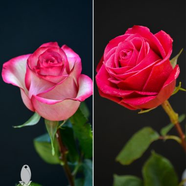 25 HOT PINK & 25 BICOLOR ROSES