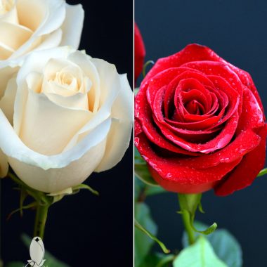 RED & WHITE ROSES