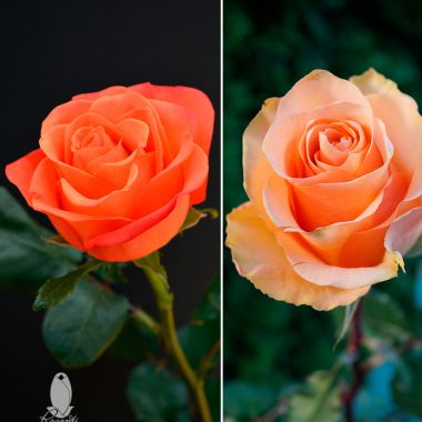 ORANGE & PEACH ROSES