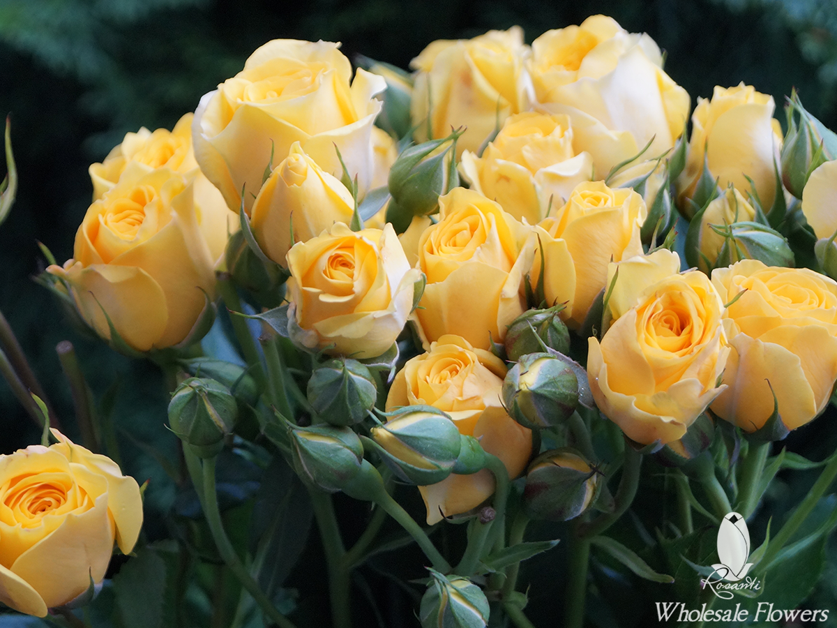 25 BICOLOR ROSES & 20 YELLOW SPRAY | Rosanti Flowers