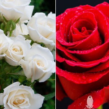 25 RED ROSES & 20 WHITE SPRAY