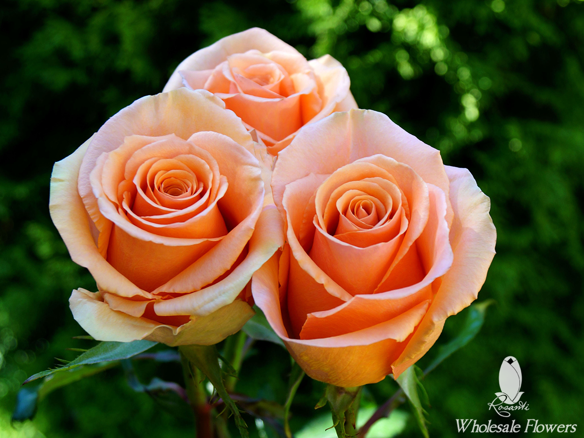 25 PEACH ROSES & 20 WHITE SPRAY | Rosanti Flowers