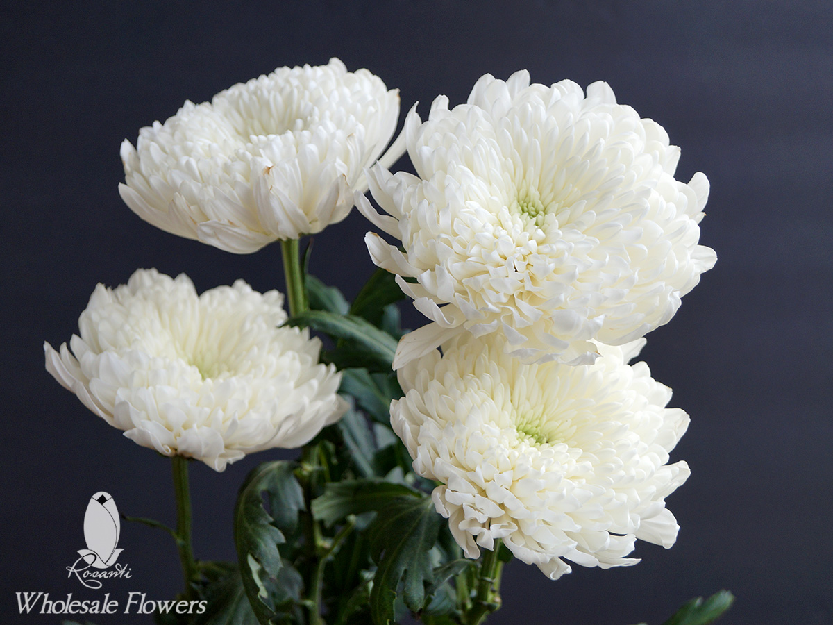 Cremon Mums Flower | Best Flower Site