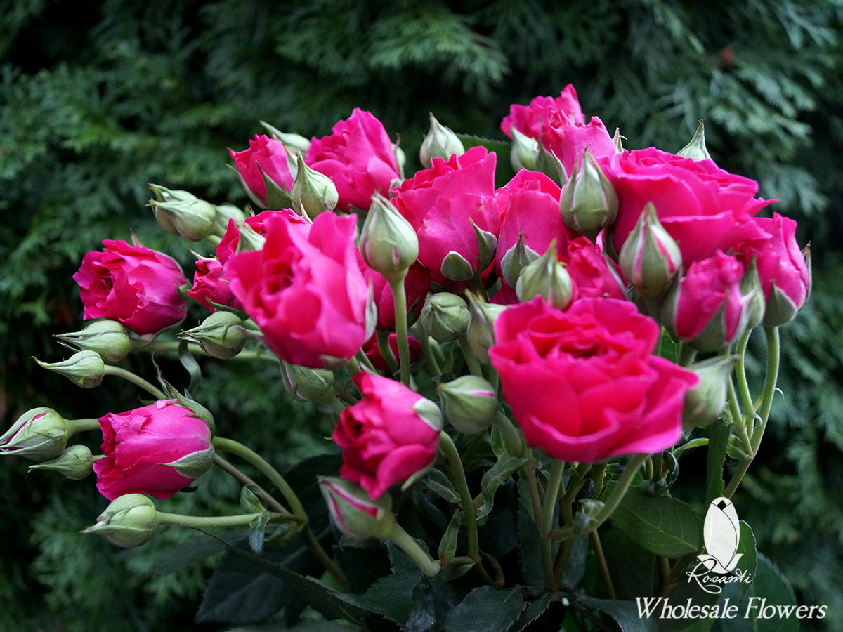 Hot Pink Spray Roses Rosanti Flowers 
