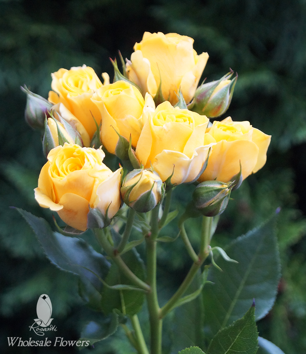 yellow spray roses