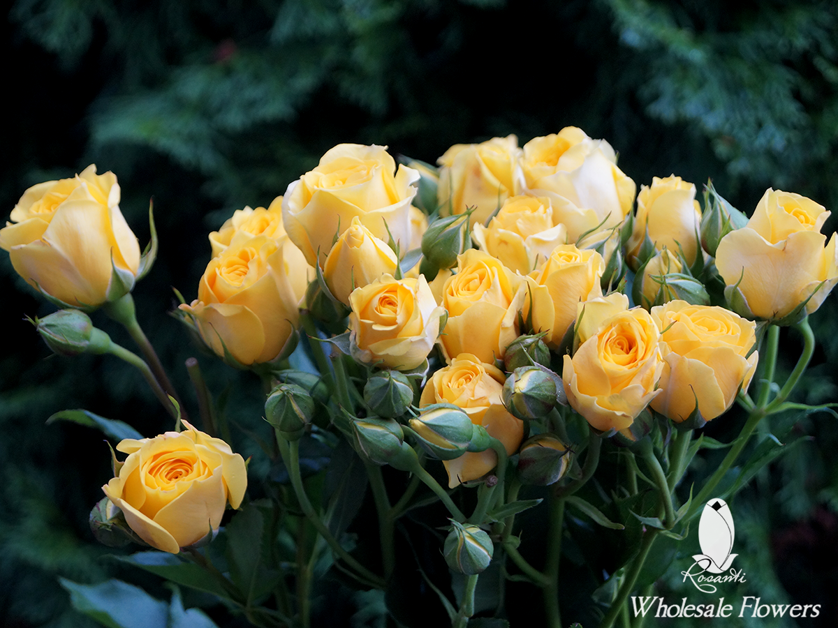 YELLOW SPRAY ROSES | Rosanti Flowers