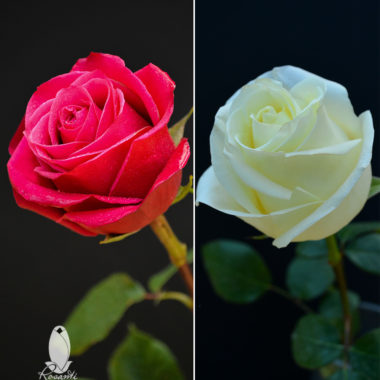 25 WHITE & 25 HOT PINK ROSES