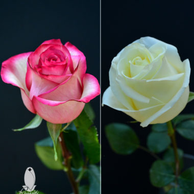 25 WHITE & 25 BICOLOR ROSES