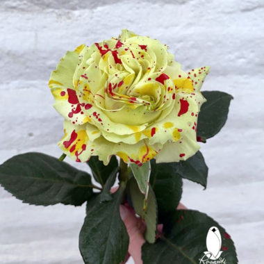 50 CANDY PUMPKIN SPLASH