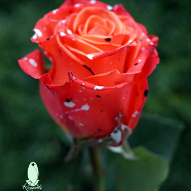 50 MAGIC HALLOWEEN SPLASH