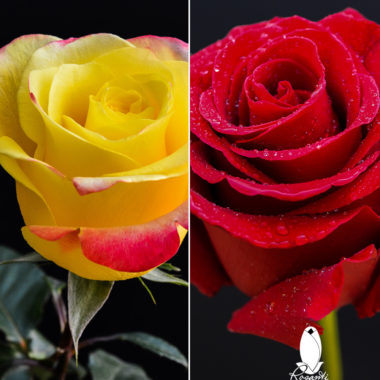 25 RED & 25 YELLOW BICOLOR ROSES