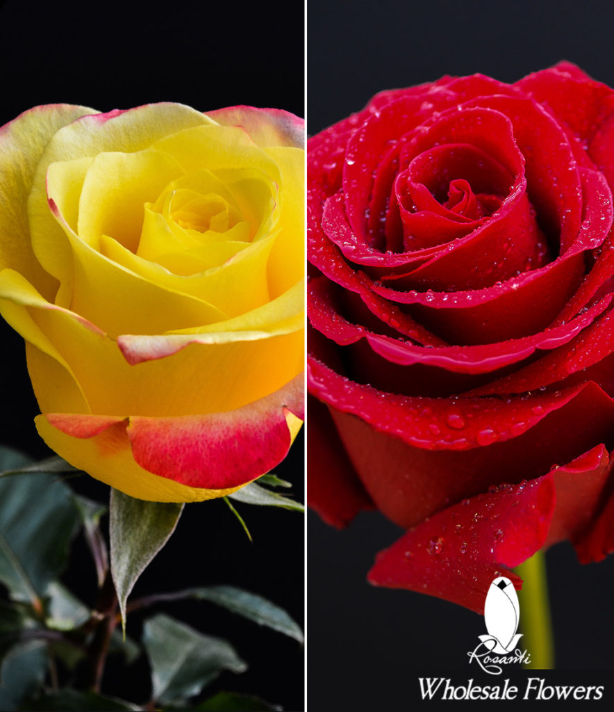 25 RED & 25 YELLOW BICOLOR ROSES