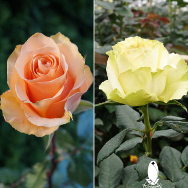 25 PEACH & 25 WHITE ROSES