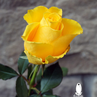 50 YELLOW ROSES