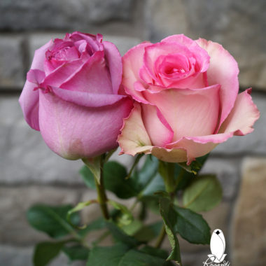 25 LAVENDER & 25 PINK BICOLOR ROSES