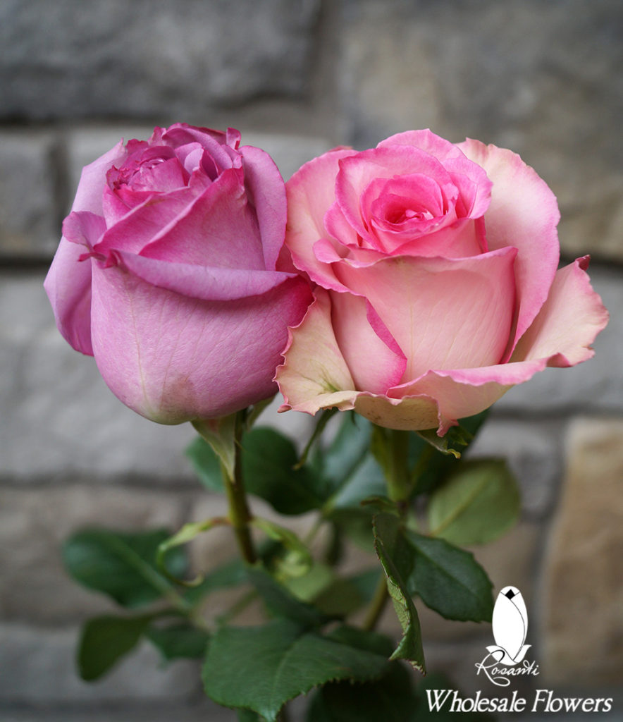 25 LAVENDER & 25 PINK BICOLOR ROSES