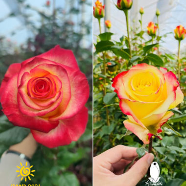 50 BICOLOR ROSES (SUMMER BOX)