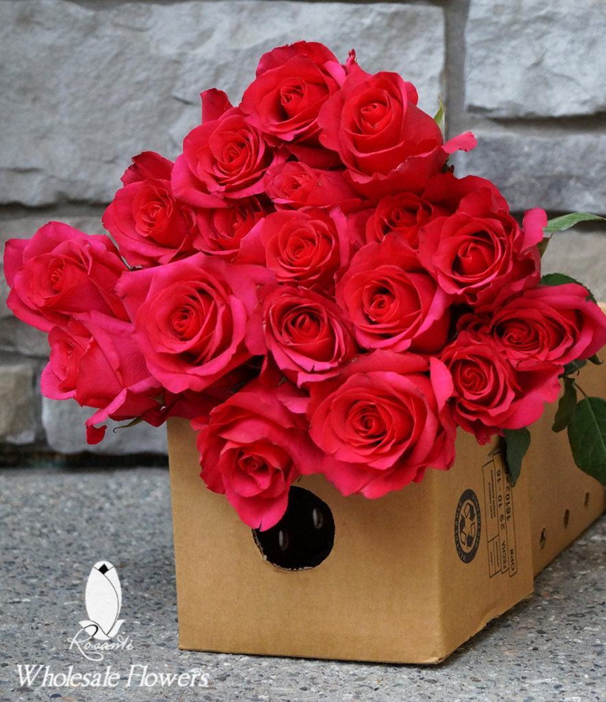 PINK ROSES (WS)