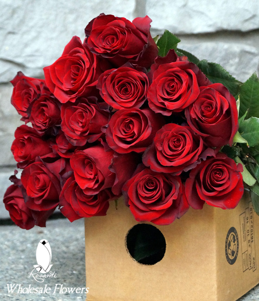 RED ROSES (WS)