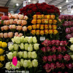 ASSORTED ROSES (WS)