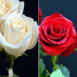 25 RED & 25 WHITE ROSES