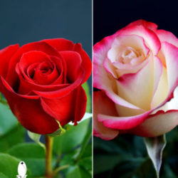 25 RED & 25 BICOLOR ROSES