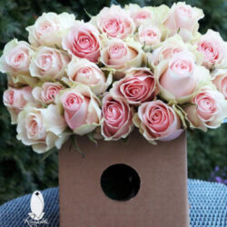 BICOLOR ROSES (WS)