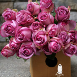 PURPLE ROSES (WS)