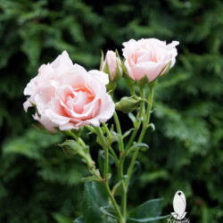 LIGHT PINK SPRAY ROSES