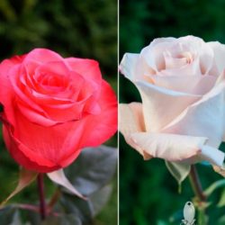 ORANGE & WHITE/SMOKED ROSES