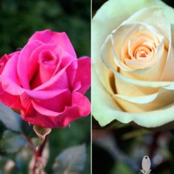 HOT PINK & CREAM ROSES