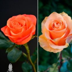 ORANGE & PEACH ROSES