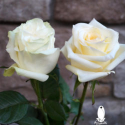 25 CANDLELIGHT & 25 MOONSTONE