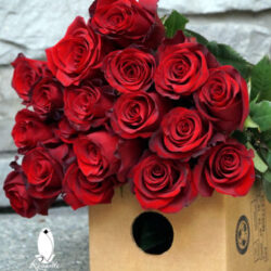 RED ROSES (WS)
