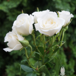 WHITE SPRAY ROSES