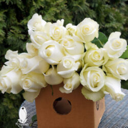 WHITE ROSES (WS)