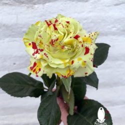 50 CANDY PUMPKIN SPLASH