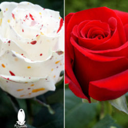 25 RED AND 25 FULL MOON SPLASH ROSES